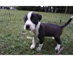 8 weeks old American Bully puppies for adoption - 11
