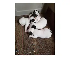 5 Jack Russell Puppies for good homes