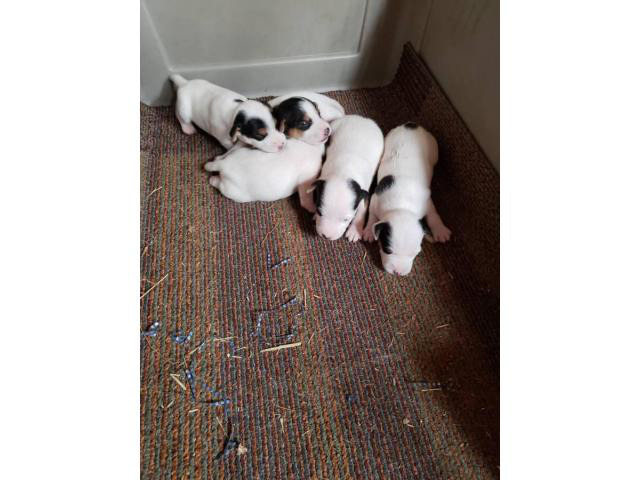 5 Jack Russell Puppies for good homes Lewiston - Puppies for Sale Near Me