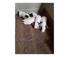 5 Jack Russell Puppies for good homes - 2