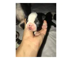 Boston Terrier 3 males and 4 females