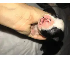 Boston Terrier 3 males and 4 females - 2