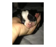 Boston Terrier 3 males and 4 females - 3