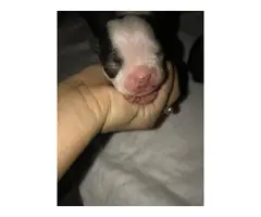 Boston Terrier 3 males and 4 females - 4