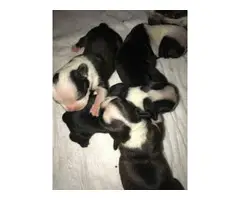 Boston Terrier 3 males and 4 females - 5