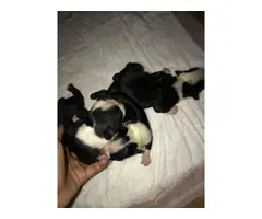 Boston Terrier 3 males and 4 females - 6