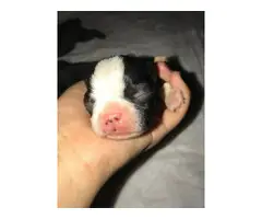 Boston Terrier 3 males and 4 females - 7