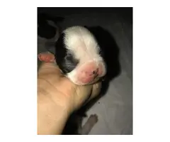 Boston Terrier 3 males and 4 females - 8