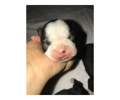 Boston Terrier 3 males and 4 females - 9