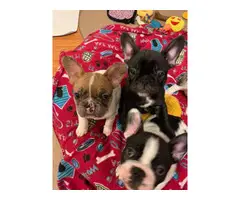 3 males and 1 female AKC French bulldog puppies for sale