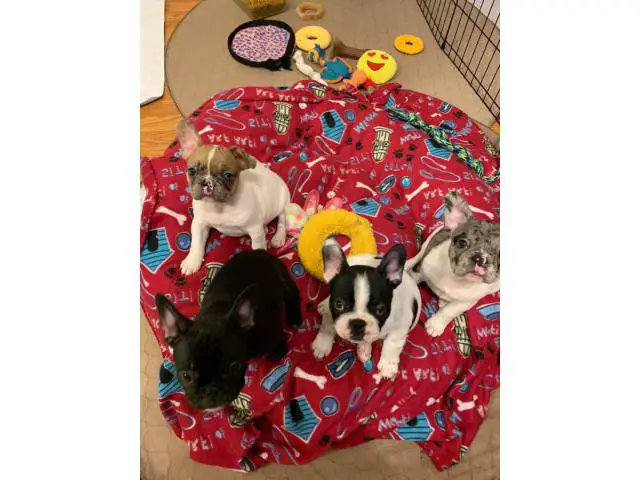 3 males and 1 female AKC French bulldog puppies for sale - 3/4