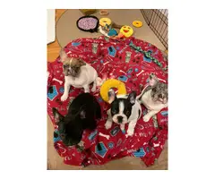 3 males and 1 female AKC French bulldog puppies for sale - 3