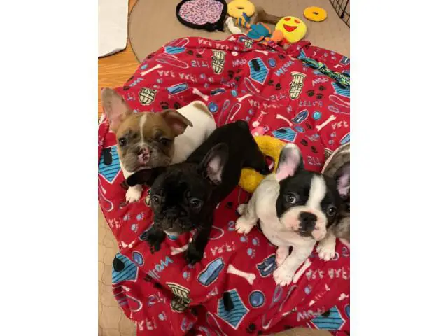 3 males and 1 female AKC French bulldog puppies for sale - 4/4