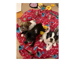 3 males and 1 female AKC French bulldog puppies for sale - 4