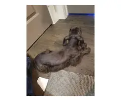 Dark chocolate female Schnoodle puppy looking for a new home - 2
