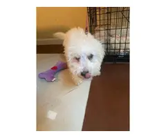 5 months old Poodle puppy - 5