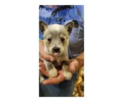 Cattle dog puppies - 2