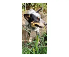Cattle dog puppies - 5