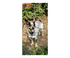 Cattle dog puppies - 6
