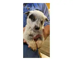 Cattle dog puppies - 7