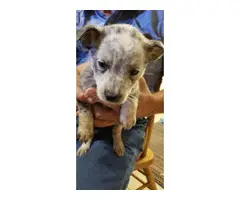 Cattle dog puppies - 8