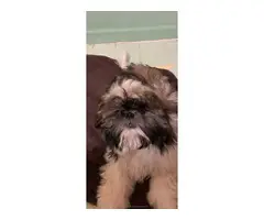 Male imperial fullblooded Shih Tzu puppy - 3