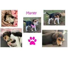 Rehoming 10 weeks old beagle puppy