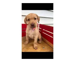 6 ACA registered Labrador puppies available for sale