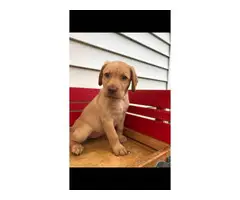6 ACA registered Labrador puppies available for sale - 2