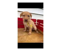 6 ACA registered Labrador puppies available for sale - 3