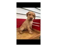 6 ACA registered Labrador puppies available for sale - 4