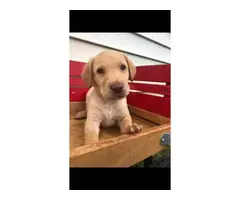 6 ACA registered Labrador puppies available for sale - 5
