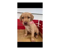 6 ACA registered Labrador puppies available for sale - 6