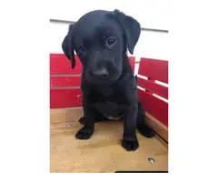 6 ACA registered Labrador puppies available for sale - 7