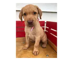 6 ACA registered Labrador puppies available for sale - 8