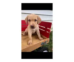 6 ACA registered Labrador puppies available for sale - 9