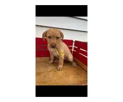 6 ACA registered Labrador puppies available for sale - 10