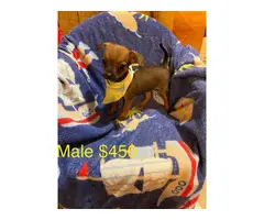 Rehoming 2 Chihuahua Dachshund/ puppies - 4