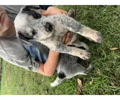 6 weeks old Blue Heeler puppies for sale - 3