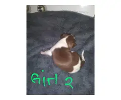 4 adorable Chihuahua Puppies for sale - 2