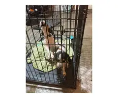 Two bluetick coonhound puppies for sale - 4