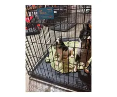 Two bluetick coonhound puppies for sale - 5