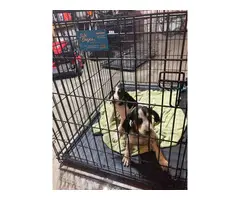 Two bluetick coonhound puppies for sale - 7