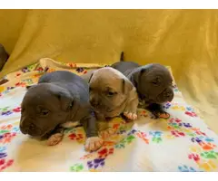 Two boys and a girl purebred American Bully puppies