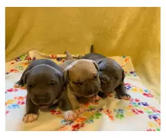 Two boys and a girl purebred American Bully puppies - 2