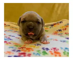 Two boys and a girl purebred American Bully puppies - 4