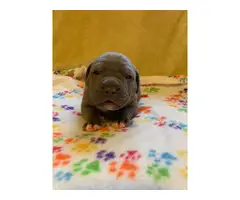 Two boys and a girl purebred American Bully puppies - 5
