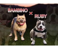 Two boys and a girl purebred American Bully puppies - 10