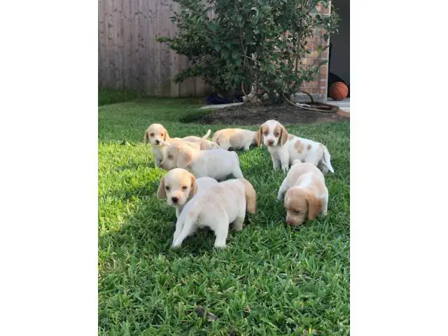 Seven girls and two boys  Lemon beagle puppies - 1/2