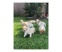 Seven girls and two boys  Lemon beagle puppies
